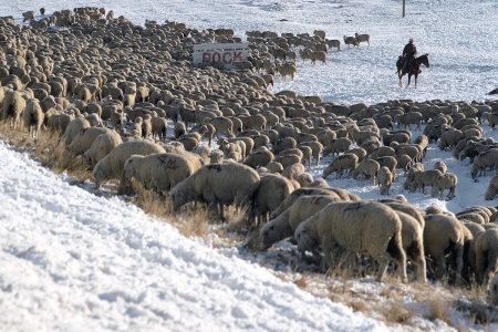 Sheepherders
Montana