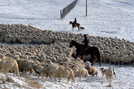 Sheepherders
Montana