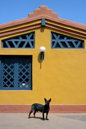 Hairless Dog
Near Trujillo, Peru
