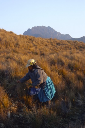 Herb Gatherer
Tres Cruces, Peru