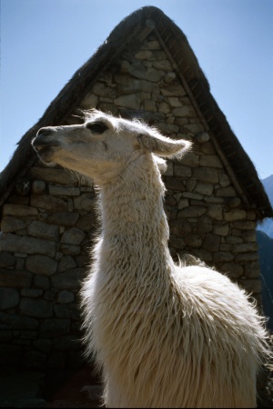 LlamaMachu Picchu, Peru