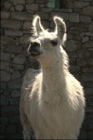 Llama
Machu Picchu, Peru
