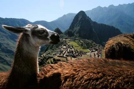 Llamas
Machu Picchu, Peru