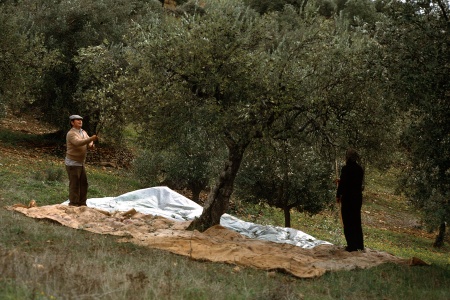 Olive Pickers
Near Evora, Portugal
