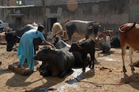 Sacred CowsJaipur, India