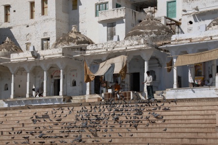 Pigeon FeederPushkar, India