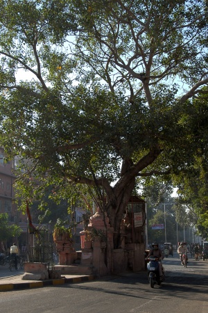 Tree ShrineJaipur, India