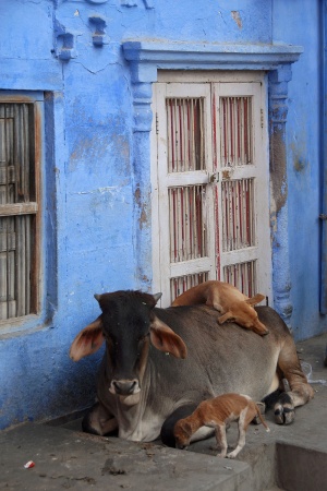 Urban Animal LifeJodhpur, India
