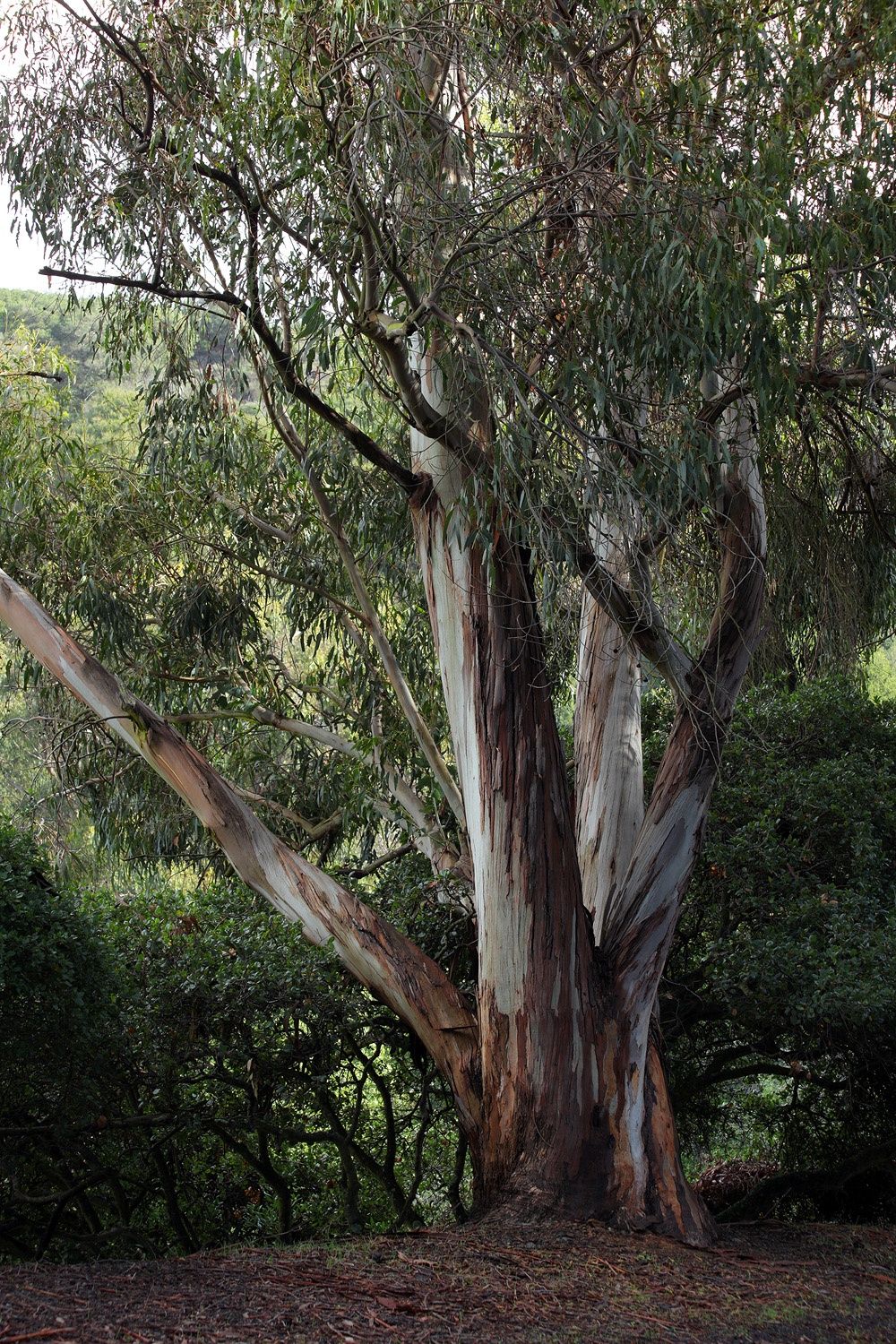 bill-hocker-perimeter-road-angel-island-san-francisco-california-2012