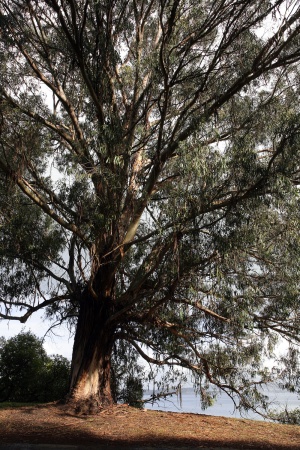 Perimeter Road
Angel Island
San Francisco, California
(Ashley So)