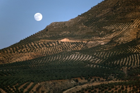 Olives
Andalucia, Spain
