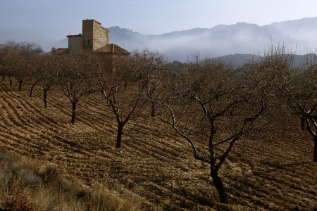 Orchard
Extremadura, Spain
