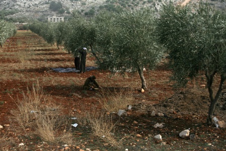 Olive Harvest
Near St. Simeon, Syria