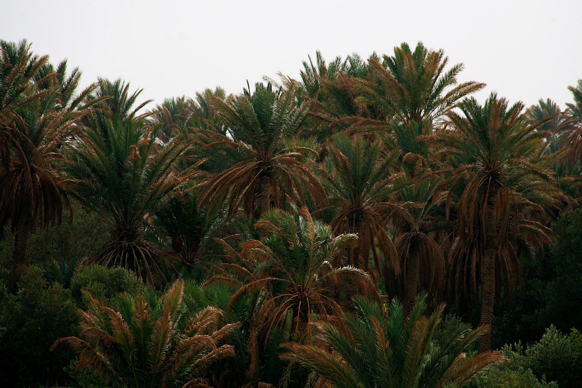 bill-hocker-the-oasis-palmyra-syria-2009
