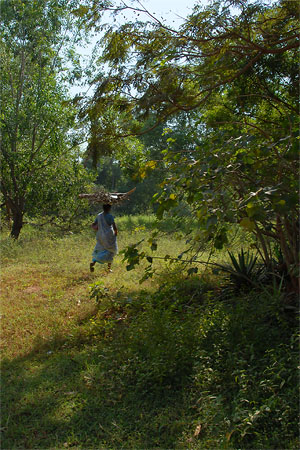 Utopian Landscape
Auroville, India

