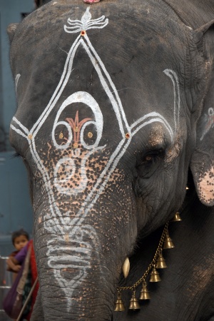 Temple Elephant
Manakula Vinayagar Temple
Pondicherry, India
