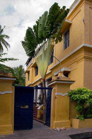 Fan Palm
Pondicherry, Inida
