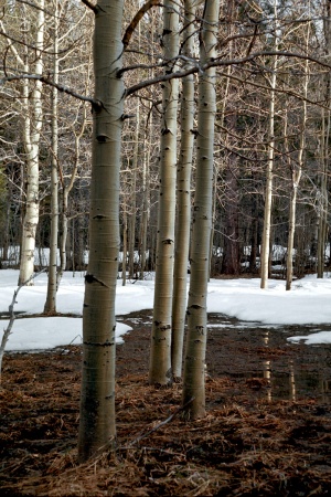 Near Lake Tahoe, California