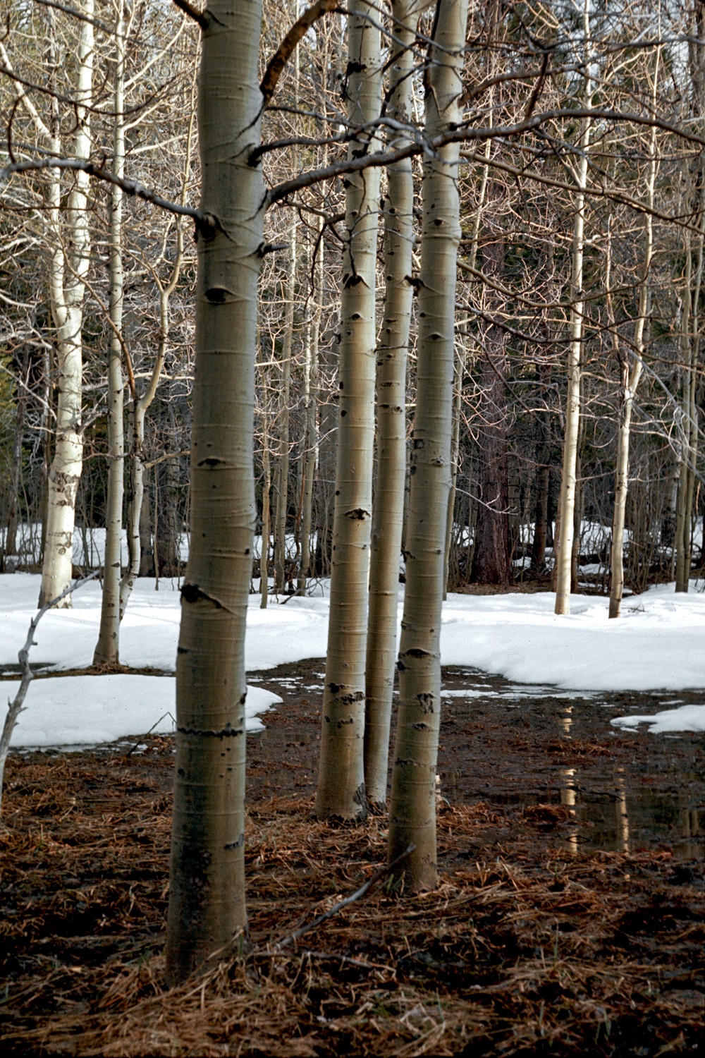 bill-hocker-near-lake-tahoe-california-1968