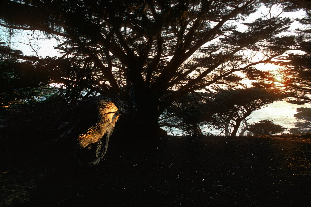 bill-hocker-cypruses-carmel-beach-carmel-california-1977