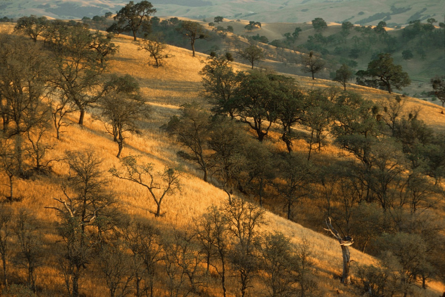 bill-hocker-near-mt-diablo-california-1977
