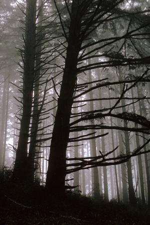Point Lobos, California