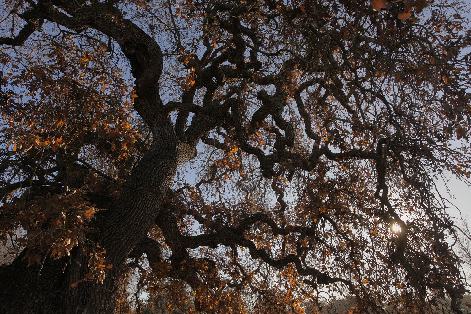bill-hocker-atherton-california-2013