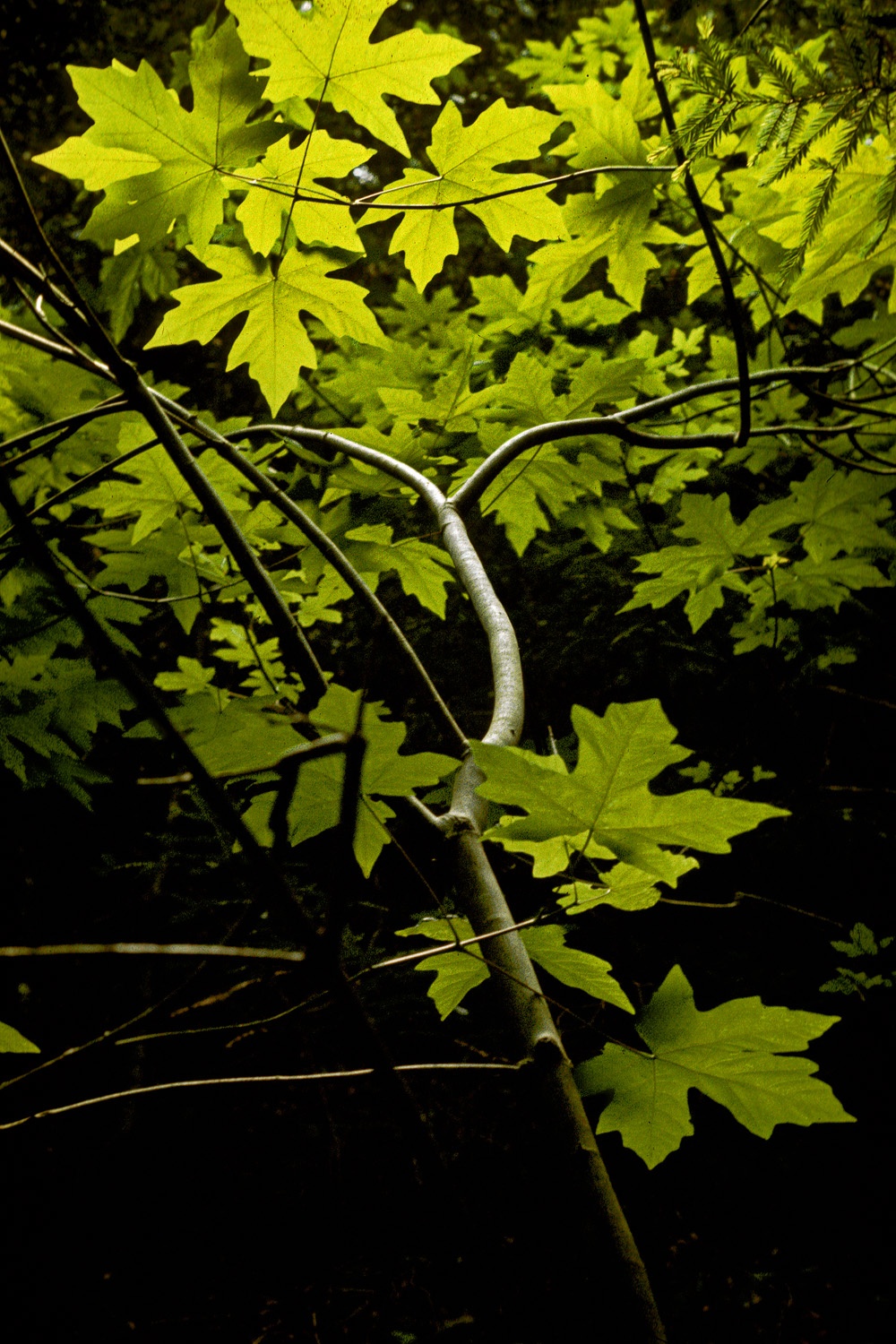 bill-hocker-big-sur-california-1969