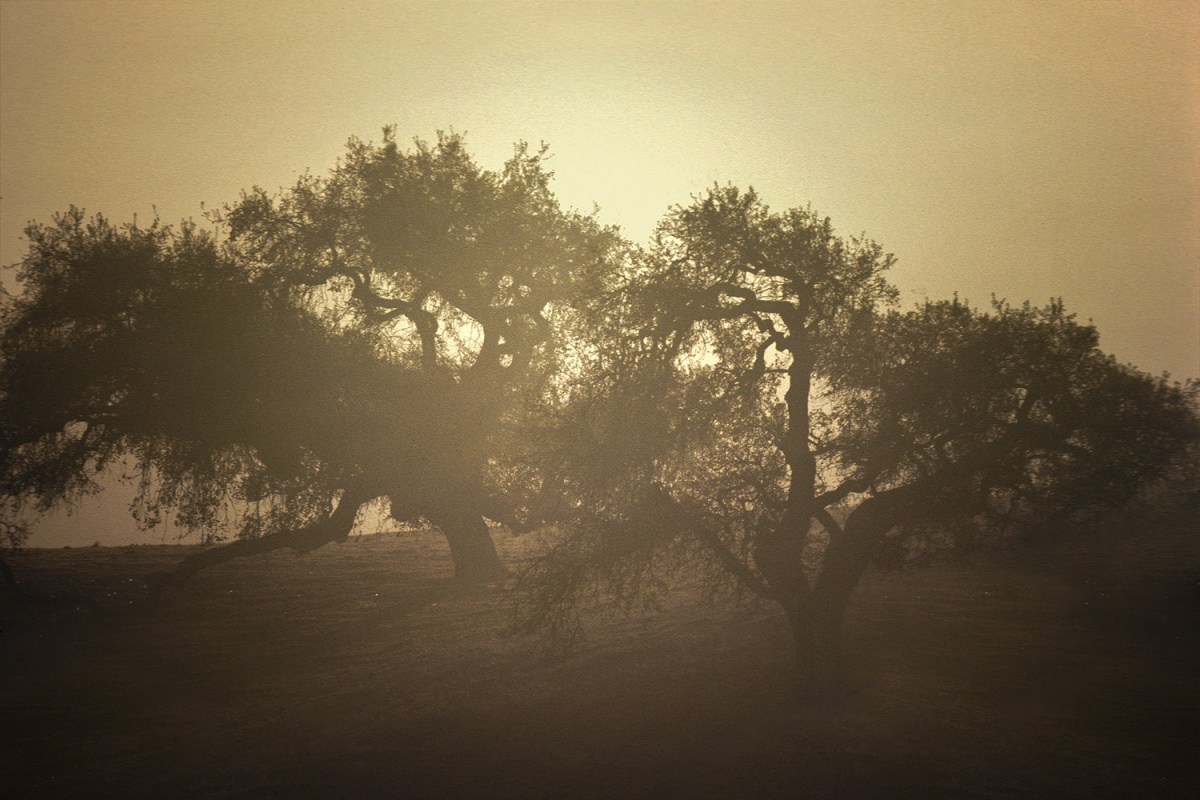 bill-hocker-near-gilroy-california-1976