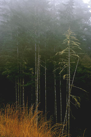Point Reyes, California