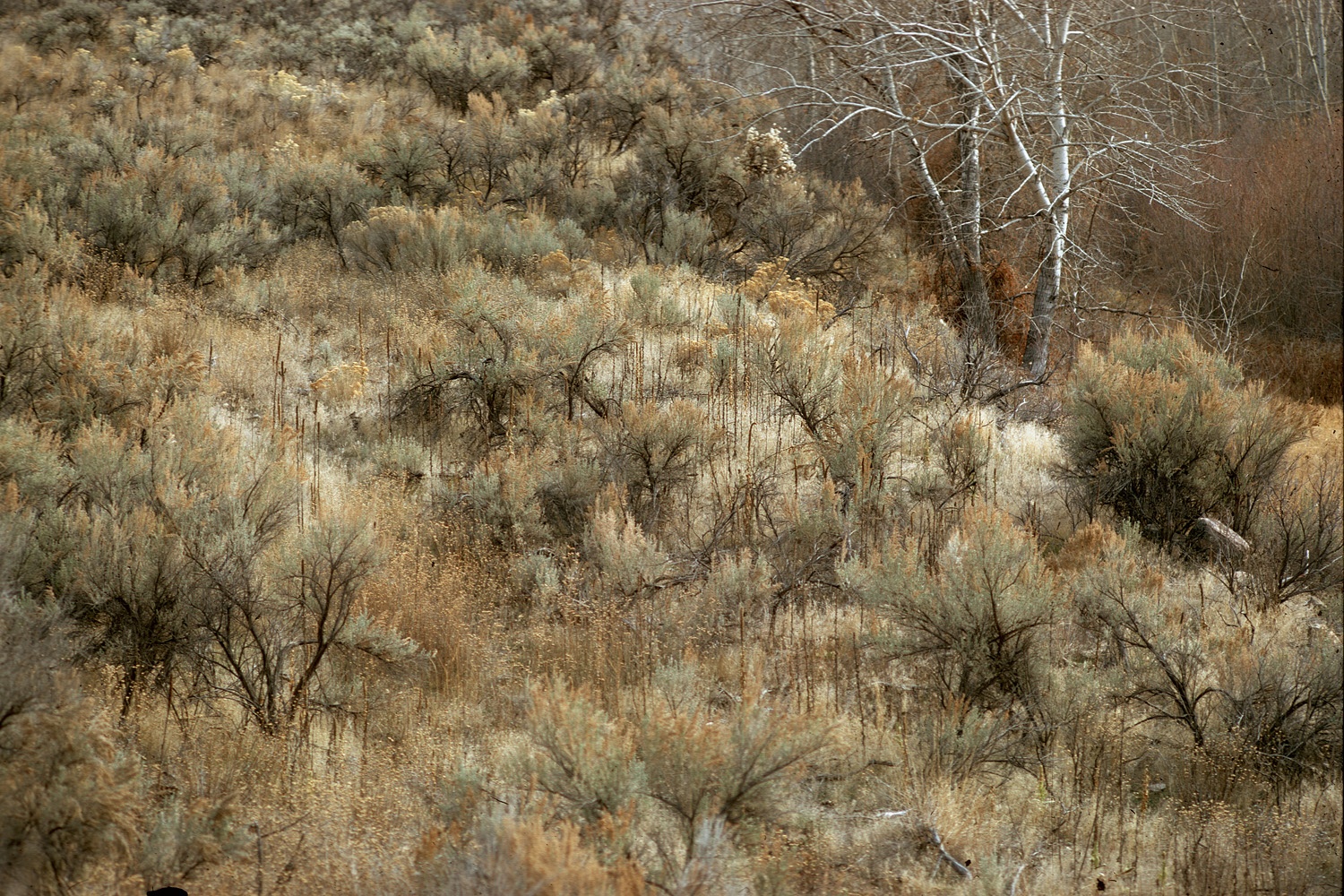 bill-hocker-outwest-1972