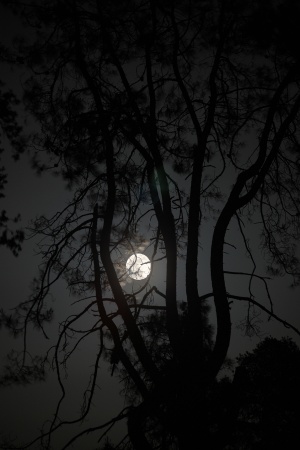 May 6th Supermoon
Twin Brook Farm
Napa, California
