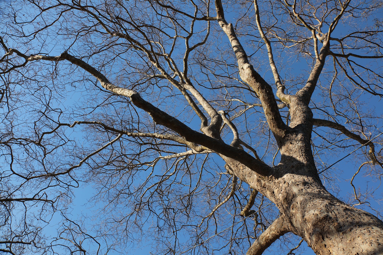 bill-hocker-sycamore-berkeley-california-2013