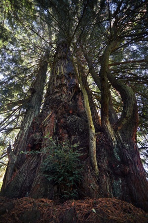 Redwood Suckers
Plantation, California