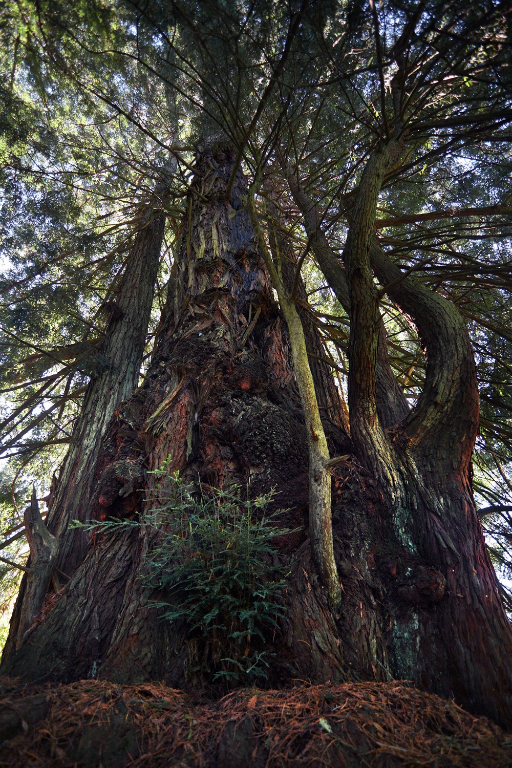 bill-hocker-redwood-suckers-plantation-california-2009