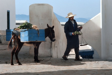 Farmer Merchant
Sidi Bou Saïd, Tunisia
