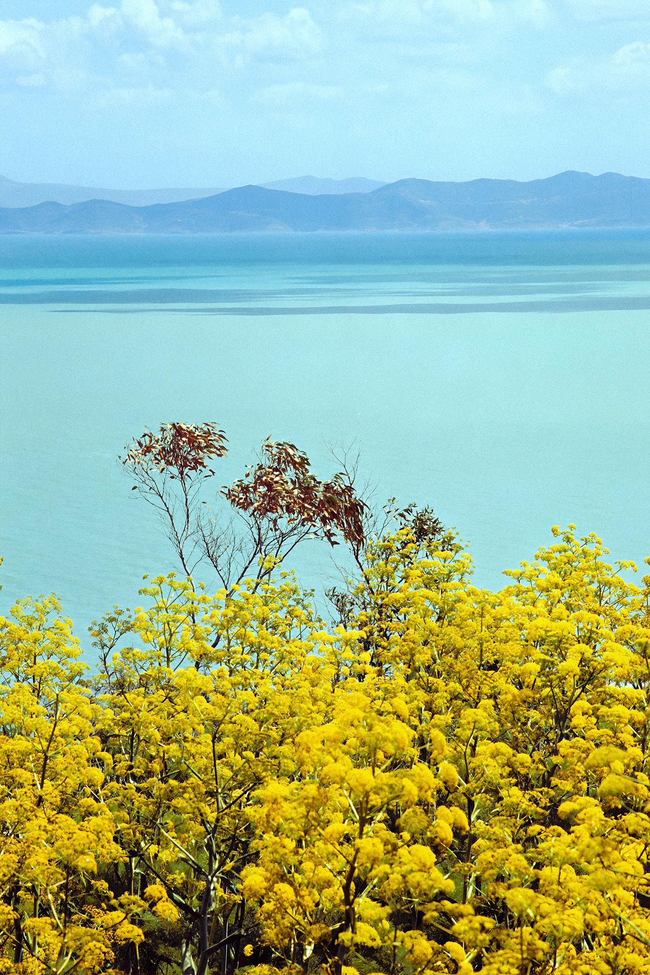 bill-hocker-fennel-gulf-de-tunis-sidi-bou-said-tunisia-1971