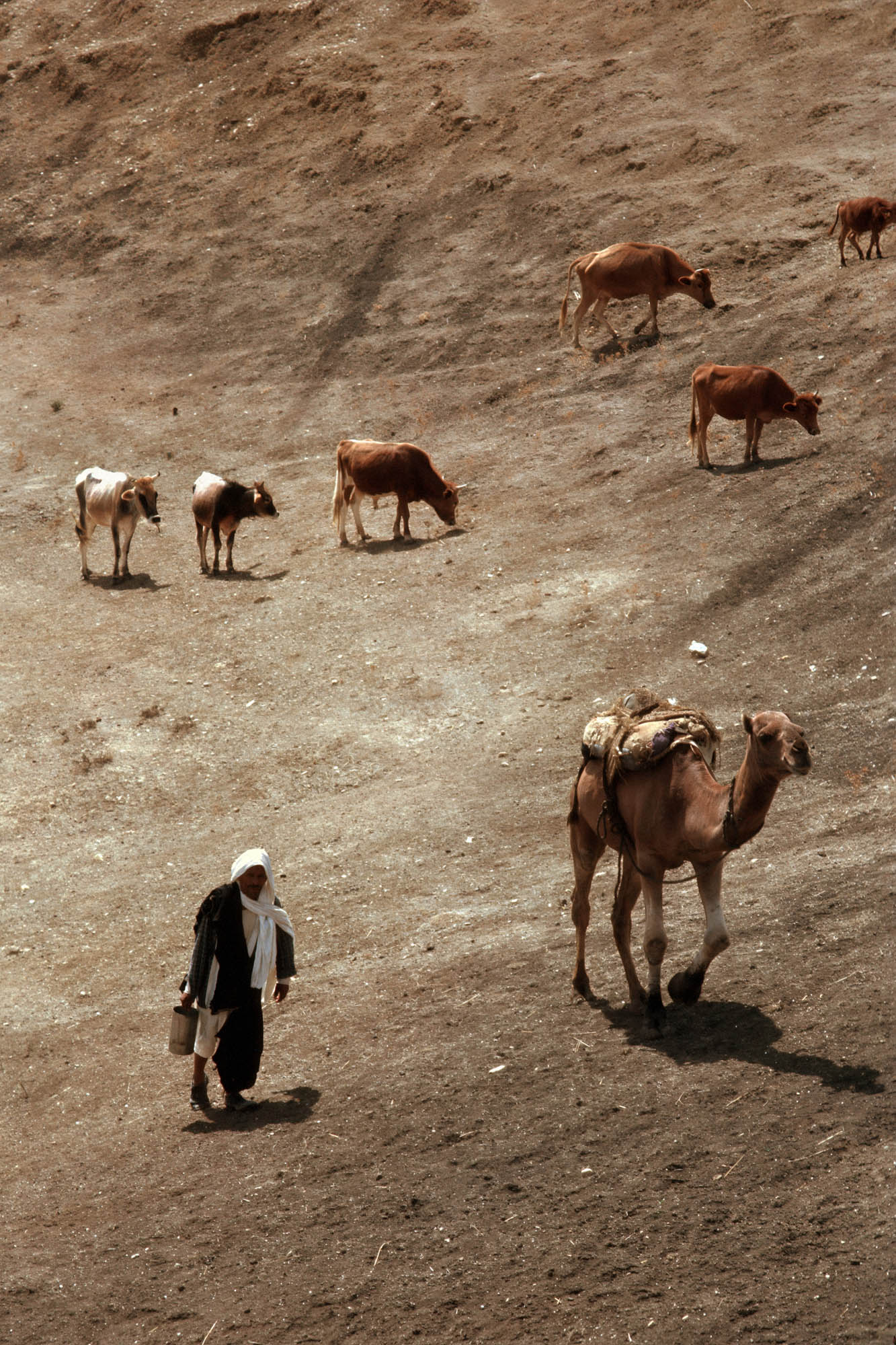 bill-hocker-herder-near-le-kef-tunisia-1972
