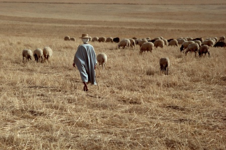 Sheepherder and Flock
Near Le Kef, Tunisia
