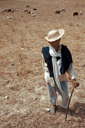 Shepherd
Near Le Kef, Tunisia