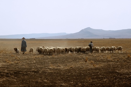 Shepherds
Near Le Kef, Tunisia