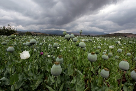 Turkish Poppies
Near Isparta, Turkey
