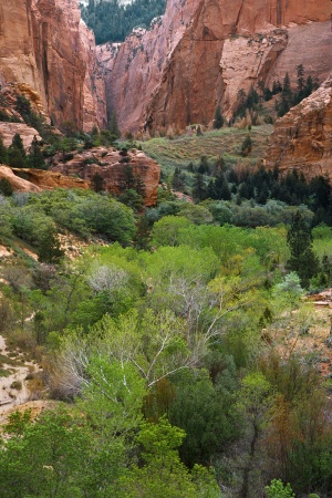 Taylor Creek, Kolab Canyons
Zion National Park
Utah 