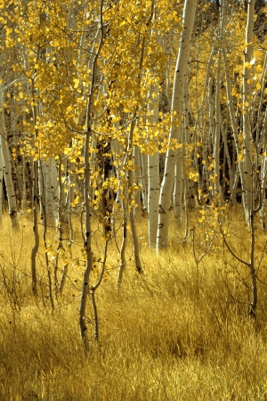 AspensCedar Breaks National Monument
Utah 
