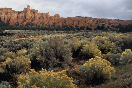 Near Red Canyon
Dixie National Forest
Utah 