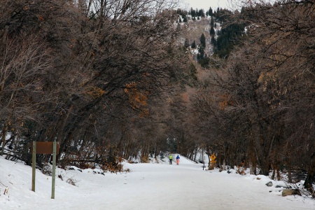 Cross Country Skiing
Mill Creek Canyon, Utah