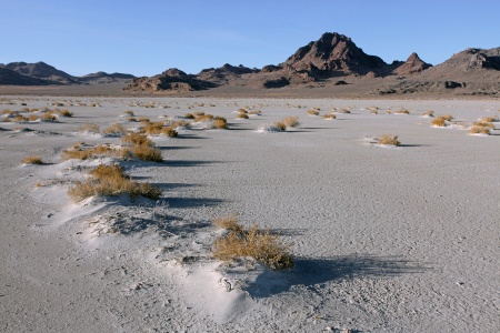 Vegetation
Bonneville Salt Flats, Utah